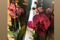 orchidee_2019-5